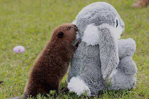 Baby Beaver Playing With A Plush Bunny