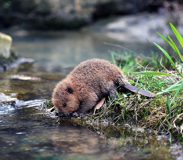 This Is An Orphan Rescue Baby Beaver Who Had Lost Its Mommy