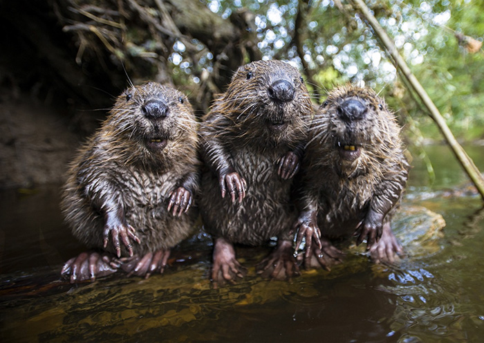30 Adorable Baby Beavers To Celebrate International Beaver Day