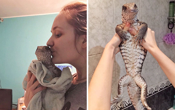 This Lizard Proves That Reptiles Can Be Cute Pets Too