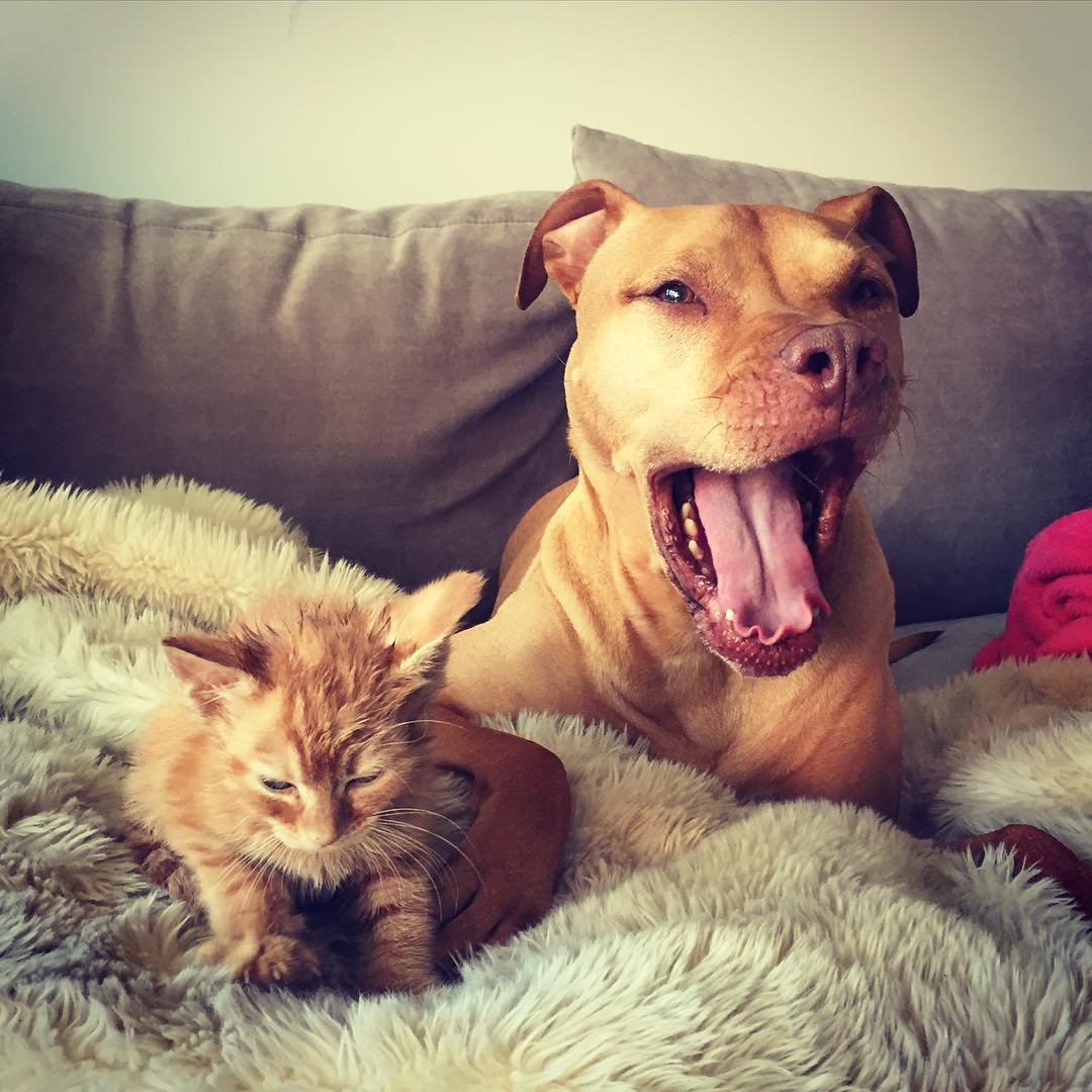 Rescue Pit Bull Gets His Own Kitty, Loves Her Like A Daughter