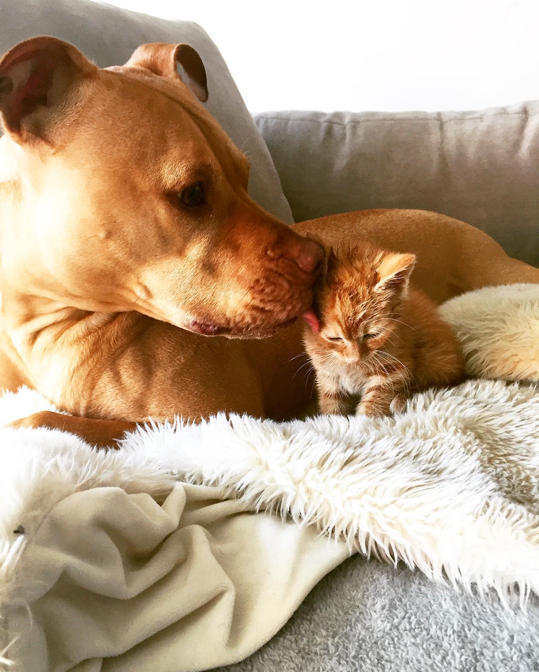 Rescue Pit Bull Gets His Own Kitty, Loves Her Like A Daughter