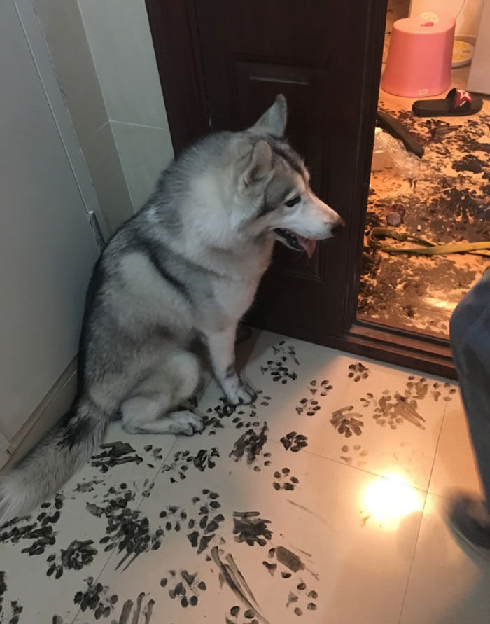 Family Leaves Husky For 3 Hours, Dog Redesigns The Apartment