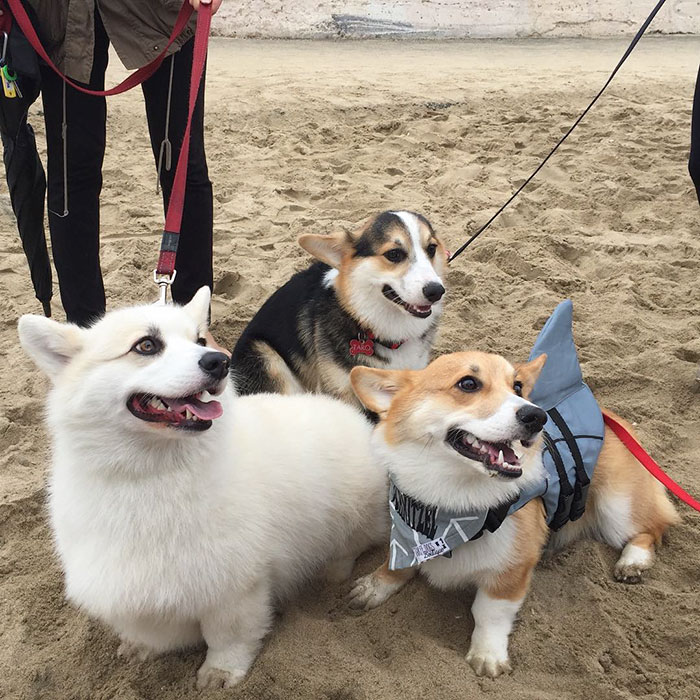 dog-party-so-cal-corgi-beach-day-10