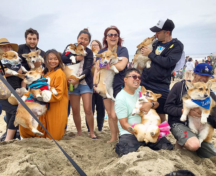 dog-party-so-cal-corgi-beach-day-16