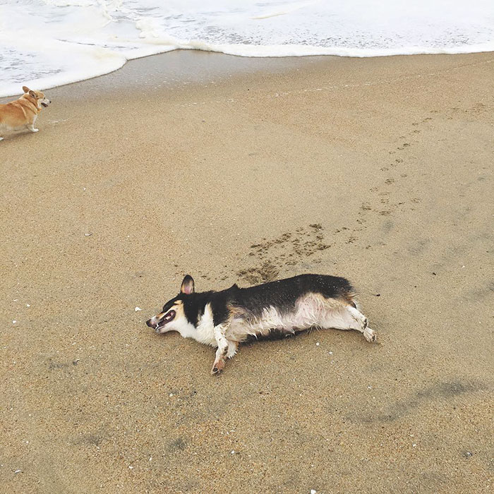 dog-party-so-cal-corgi-beach-day-22