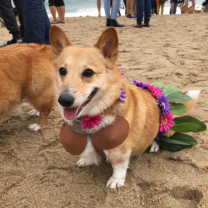 dog-party-so-cal-corgi-beach-day-29