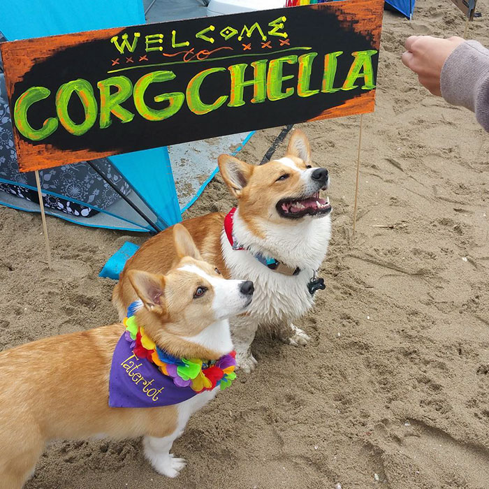 dog-party-so-cal-corgi-beach-day-8