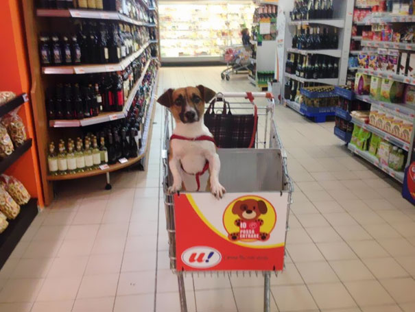 dog-rides-cart-supermarket-unes-italy-1