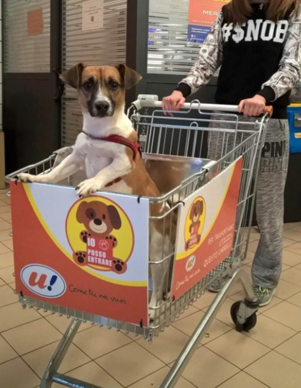 dog-rides-cart-supermarket-unes-italy-3