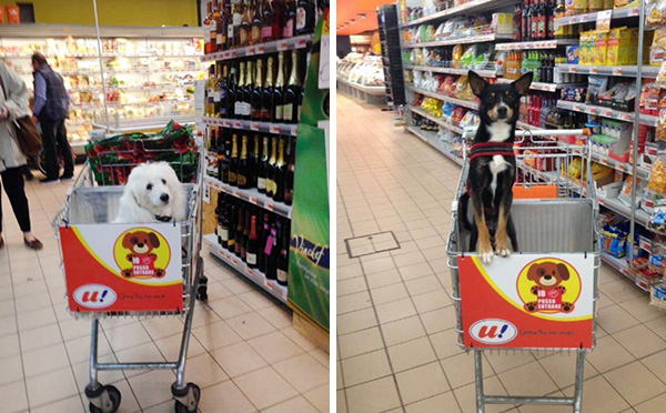 dog-rides-cart-supermarket-unes-italy-6