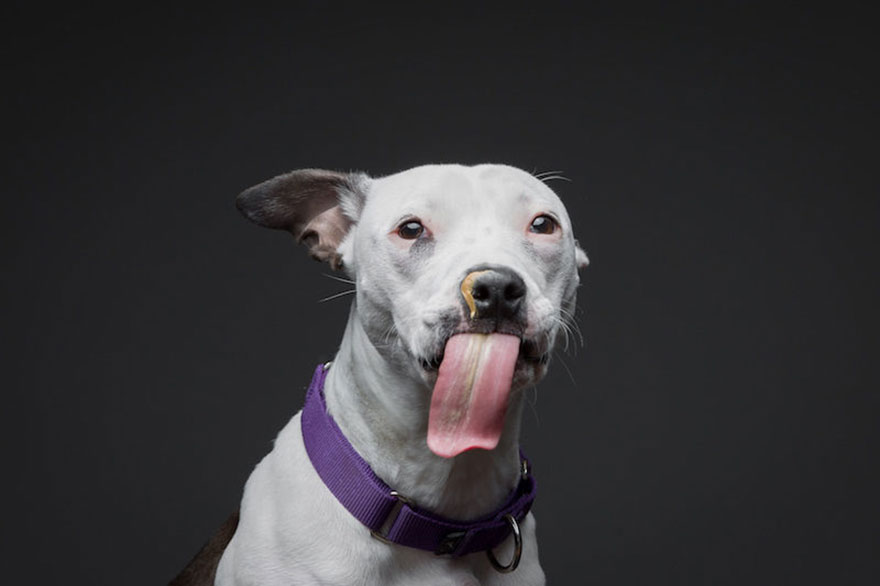 Hilarious Expressions Of Dogs Eating Peanut Butter