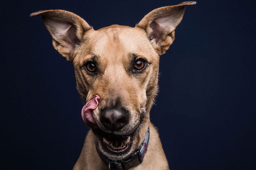 Hilarious Expressions Of Dogs Eating Peanut Butter