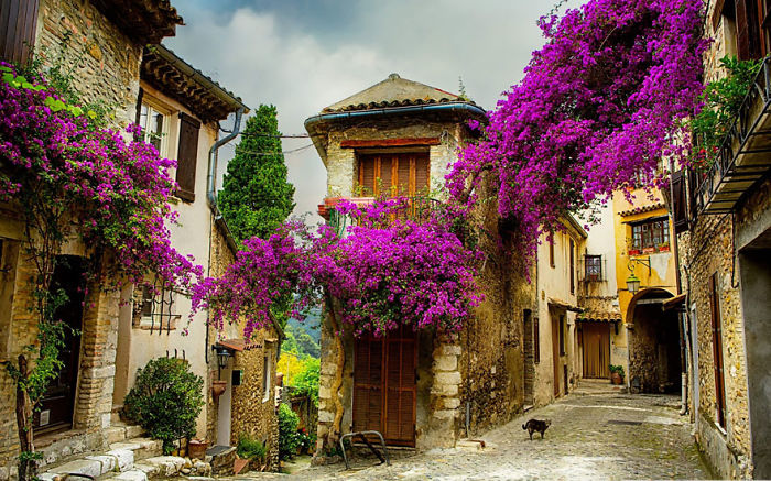 Charming fairy tale village street with stone houses adorned with vibrant purple flowers and cobblestone path.