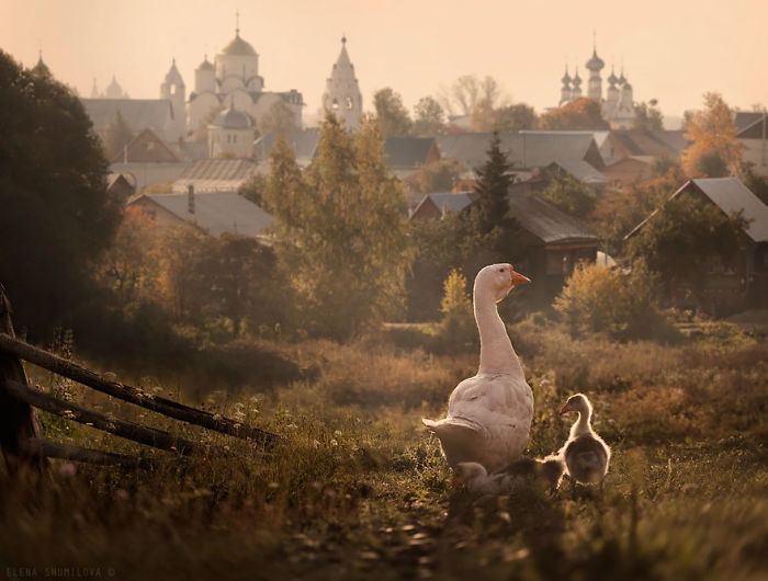 Goose and gosling in front of a fairy tale village with rustic houses and church spires in the background.