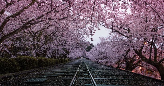 sakura bloom store