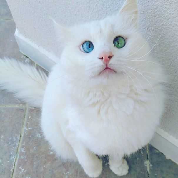 Snow-White Cross Eyed Cat