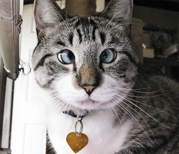 Spangles The Cross-Eyed Cat