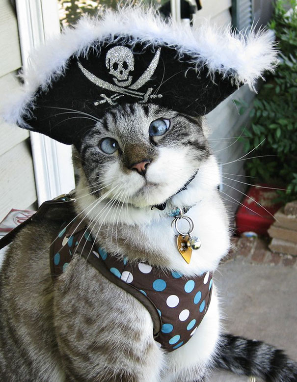 My Cross Eyed Pirate Kitty