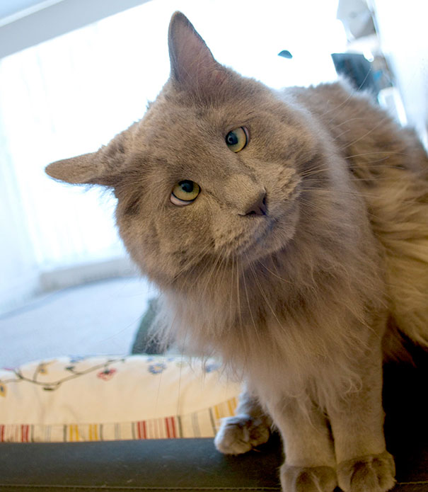 Aww, Meet Gus, The Cross-Eyed Cat