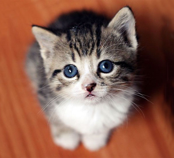 Tiny Little Cross-Eyed Kitten