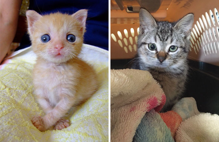 45 Cats With Googly Eyes Prove You Don’t Have To Be Purrfect To Be Loved