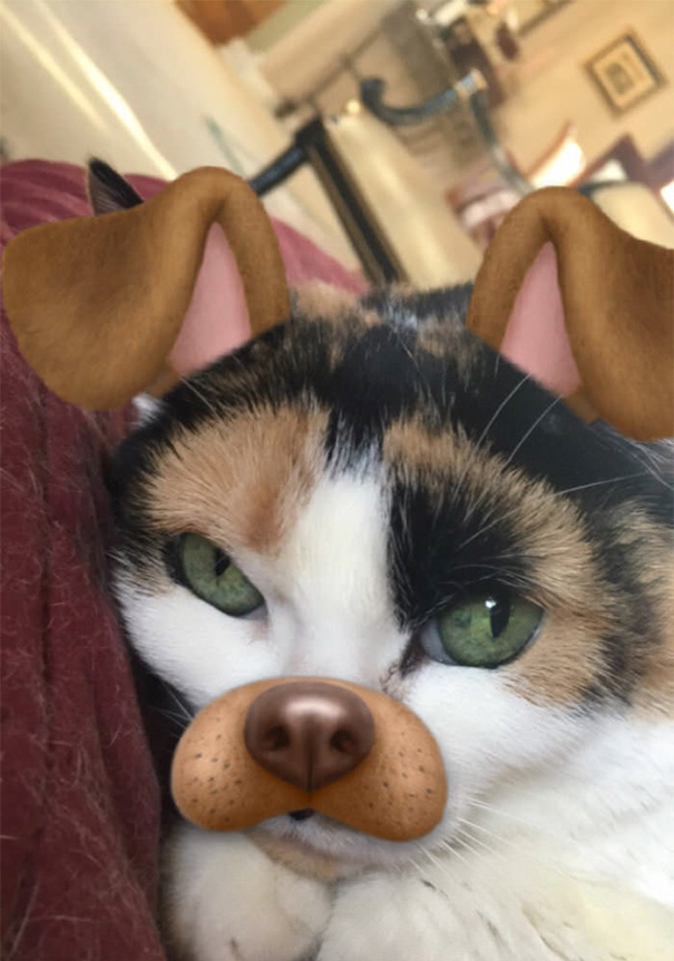 When You Use The Snapchat Effect On Your Cat To Turn Her Into A Dog