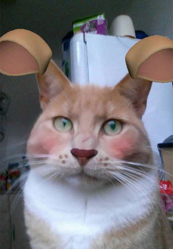 When Snapchat Turn Your Cat Into A... Hamster?