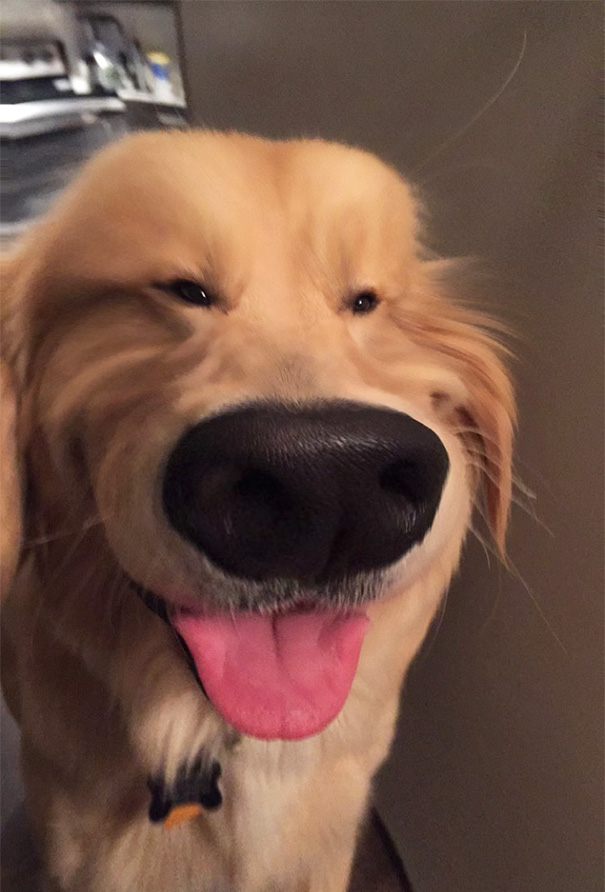 Apparently Snapchat Filters Work On My Golden, Camden