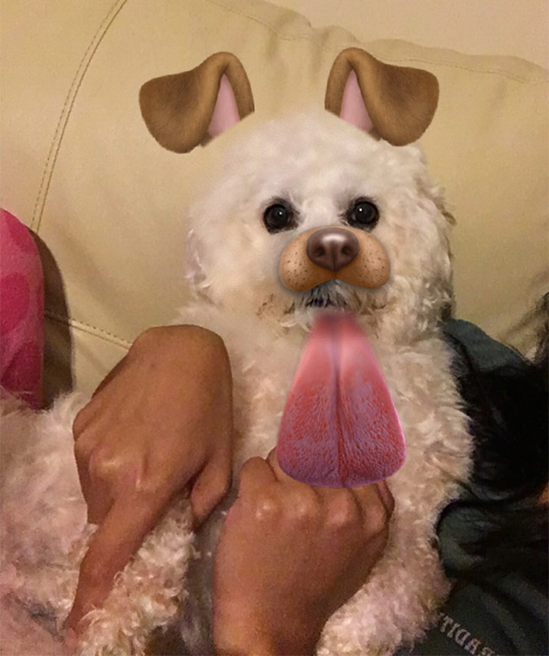 Snapchat Dog Filter On Dog
