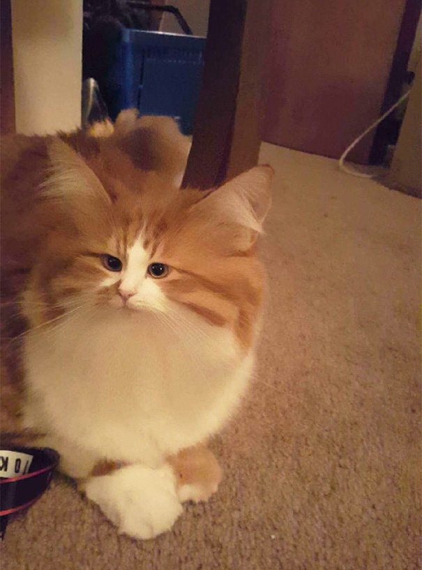 I Used The Snapchat Filter On My Cat Dan