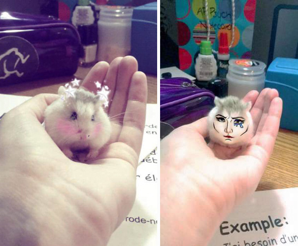 My Friend Put Snapchat Filters On Her Hamster