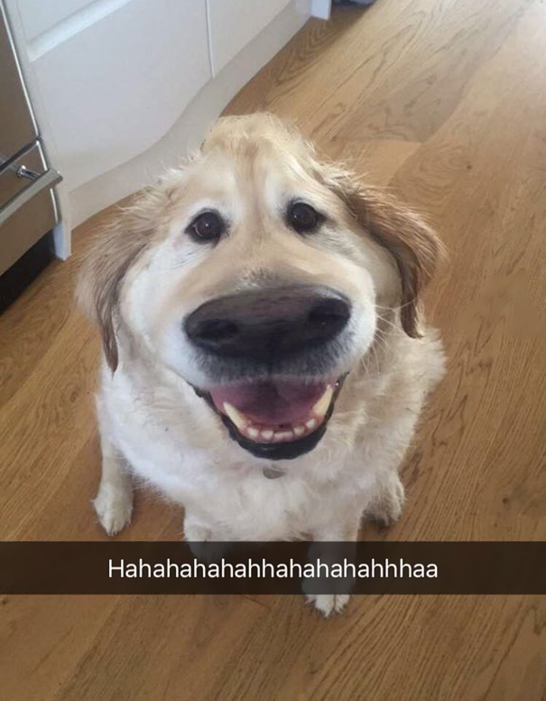 Snapchat Dog