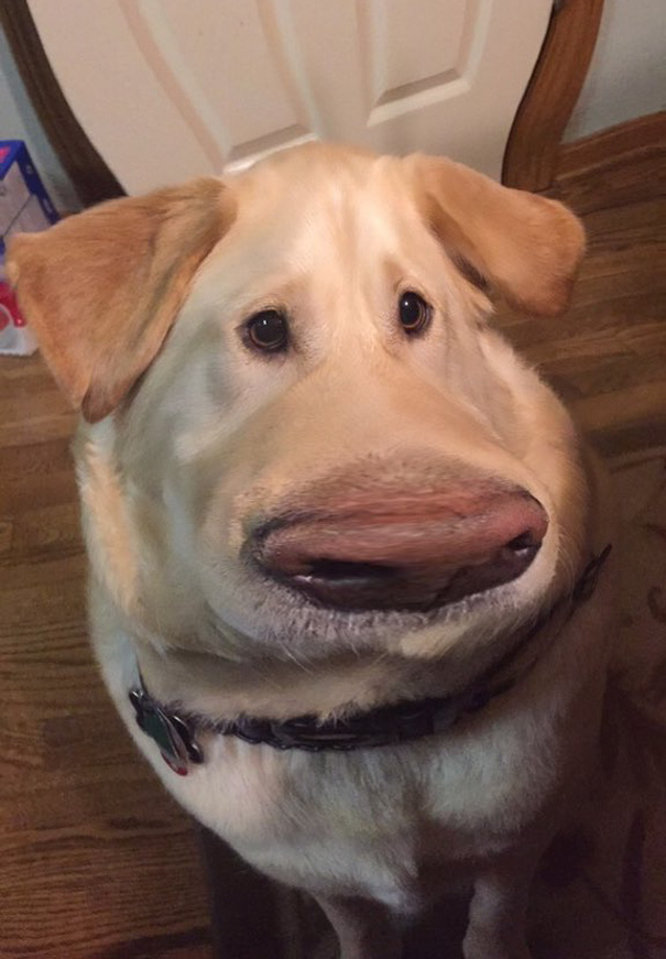 My Dog Looks Like Dug From Up With This Snapchat Filter