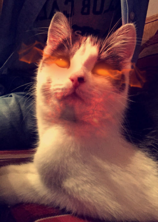 Using The New Snapchat Filter On Cat