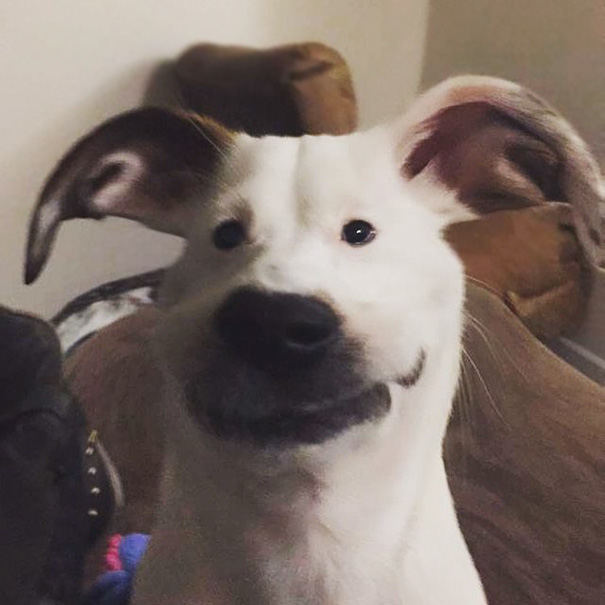 So I Tried Those New Snapchat Filters On My Dog