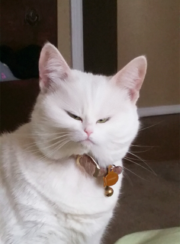 I Used The Snapchat Filters On My Girlfriend's Cat... She Wasn't Very Amused