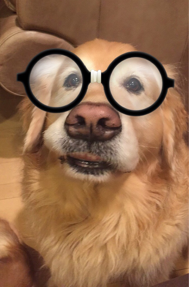 I Decided To Test The Snapchat Filters On My Dog