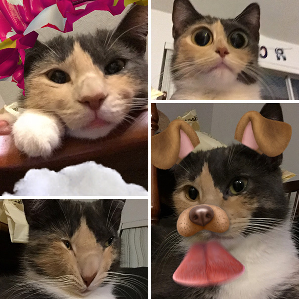 Cats + Snapchat Filters =