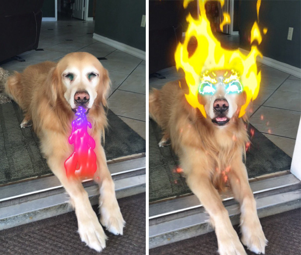 When Snapchat Filters Work On My Dog
