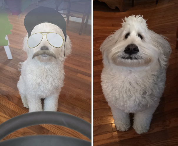 Guys You Can Use Those Fancy Snapchat Filters On Your Pets And It's The Best Thing Ever
