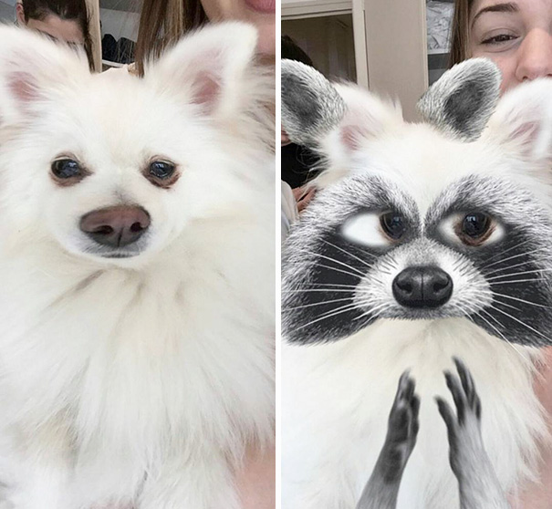 Dog Or Raccoon?