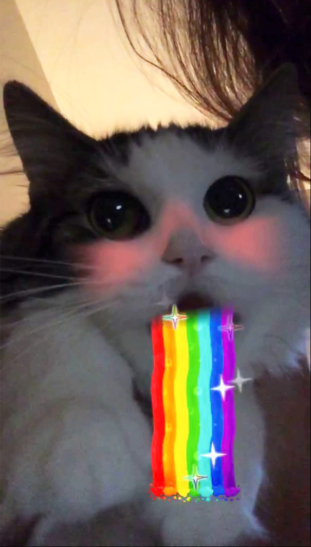 Charlie The Snapchat Cat