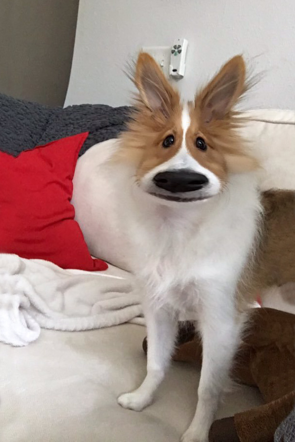 The New Snapchat Filter Worked On My Dog. I'm Screaming!