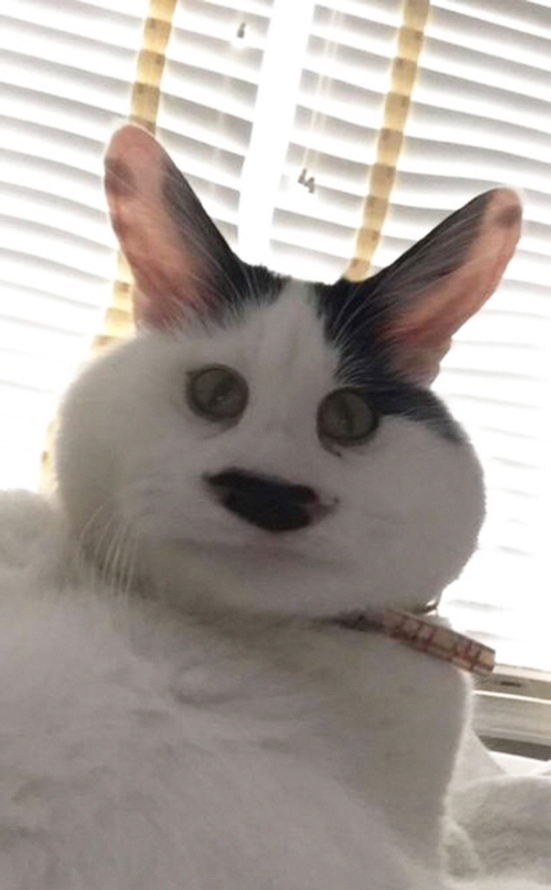 Sometimes Snapchat Filters Work On Cats Too