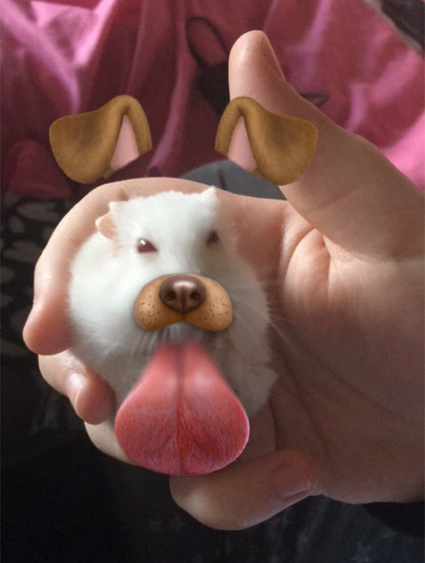 I Just Dis The Snapchat Dog Affect On My Sisters Hamster