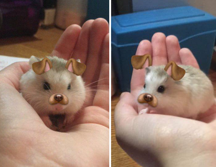 People Are Using Snapchat Filters On Their Animals And The Results Are Funny