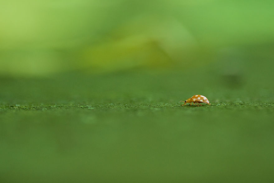 I Photograph Small Animals That Are Usually Overlooked
