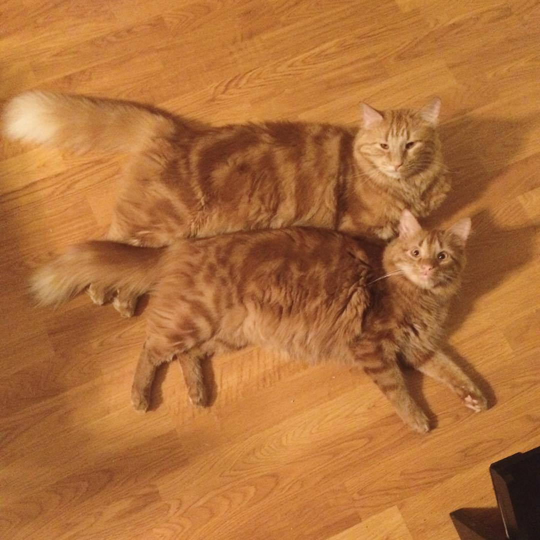 ginger-cat-adopts-mini-me-evin-minnie-1