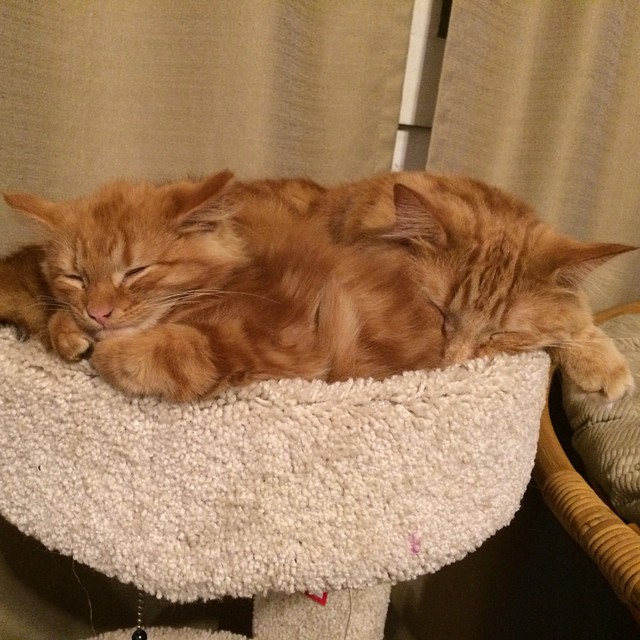 ginger-cat-adopts-mini-me-evin-minnie-14